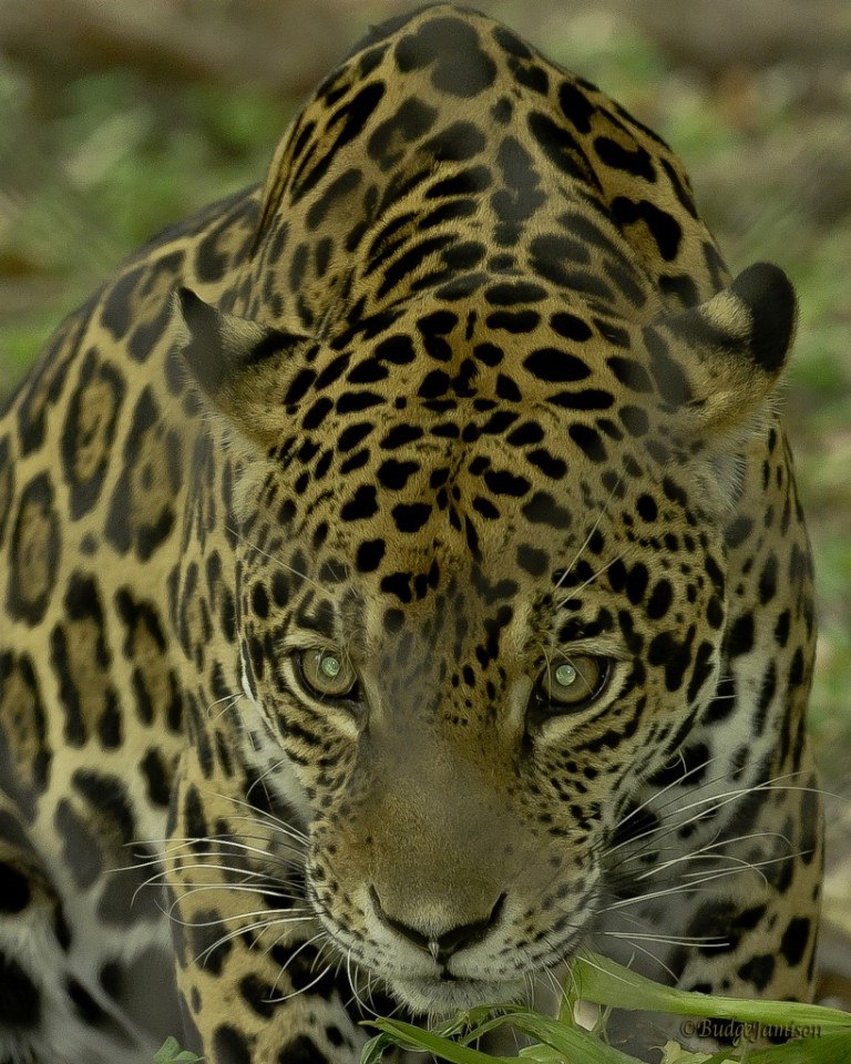 October, 2012 – Maya the Jaguar to Celebrate Fourth Birthday