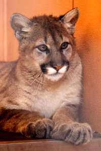 August, 2012 – PB Zoo Welcomes 2 New Panthers