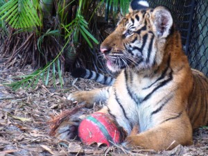 December, 2011 – Tiger Cubs to Celebrate First Holiday Season