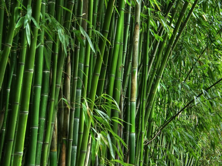 “Tropical Bamboo in the U.S.,”