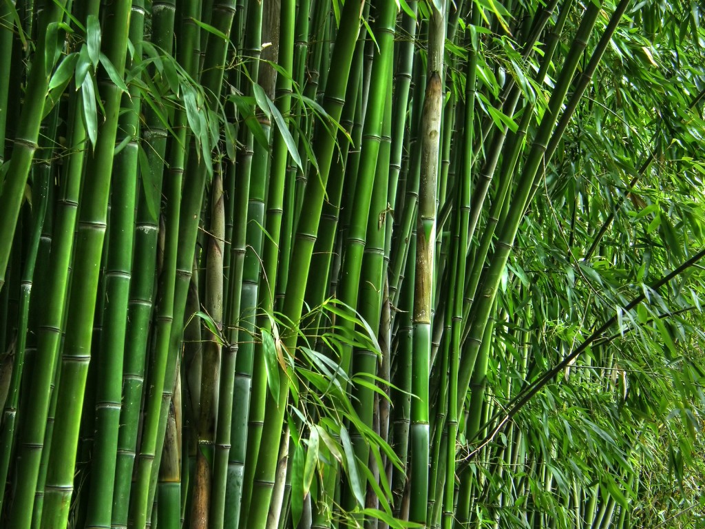 bigstock-Green-bamboo-grove-20402063