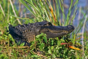 Alligator [Alligator mississippiensis]; Loxahatchee National Wildlife Refuge, Florida