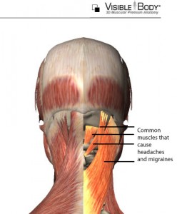 Neck-Muscles