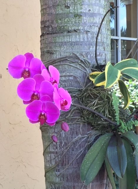 Orchid at the front entrance of Wycliffe Golf & Country Club. Photo by Krista Martinelli.