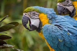 macaw-508877__180
