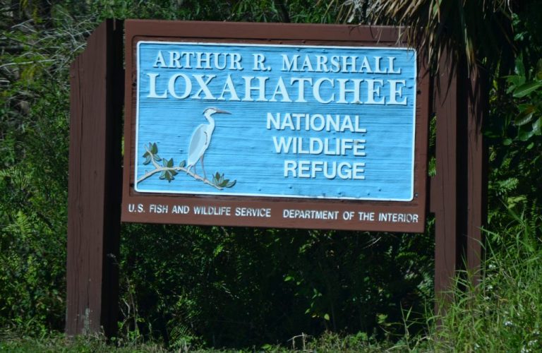Arthur R, Marshall Loxahatchee National Wildlife Refuge Announces Largest Wading Bird Colony in Everglades