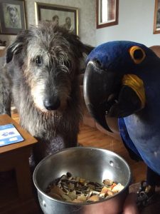 Buster the bird and Jack the Irish Wolfhound at Buster's dinnertime.   Jack does respect Buster as he has quite a beak.  Although they probably would share as they are best friends.