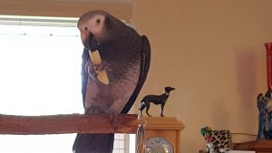 Zaire is an African grey parrot. She is what they call an old world parrot meaning from the old continent. Many of the larger parrots like Macaws are known as new world parrots as they are from South America or the new continent.