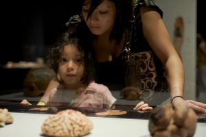 South Florida Science Center announces Our Body Exhibit