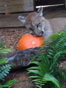 puma and pumpkin