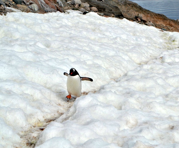 Experiencing Antarctica: What It’s Really Like at the Bottom of the Earth