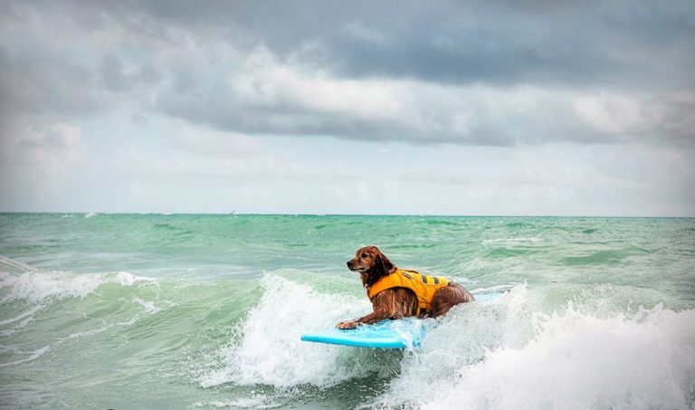Furry Friends 2nd Annual Hang 20© Surf Dog Classic a Phenomenal Success!!