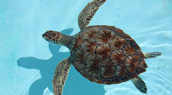 loggerhead-sea-turtle-580