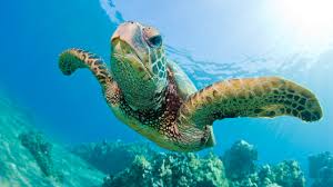 Sea Turtle Savers!