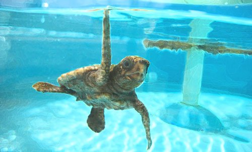 Upcoming Events at the Loggerhead Marinelife Center