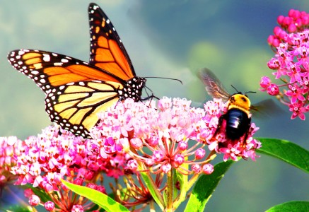 Brighten Up Your Backyard with a Butterfly Garden: Three Easy Steps