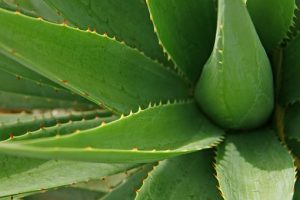 All About Aloe