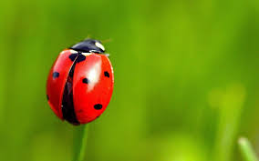 3rd Annual Ladybug Release Party