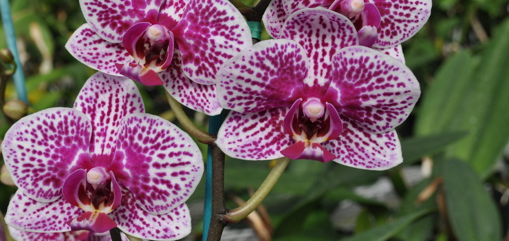 Wellington Garden Club – “Orchid Design”
