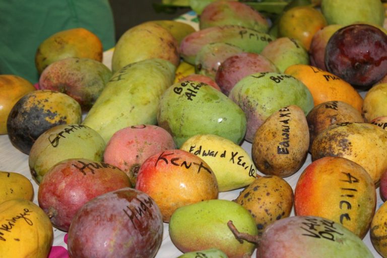 Mounts Botanical Garden of Palm Beach County To Host Annual TROPICAL FRUIT FESTIVAL