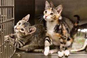 Peggy Adams Animal Rescue League offers Free Cat Spay/Neuter for ALL of July