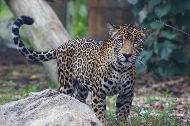 What’s New at the Palm Beach Zoo?