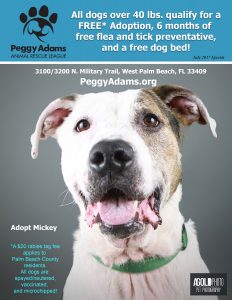Adopt Your New Furry Friend at Peggy Adams Animal Rescue League