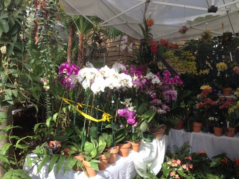 Annual Exotic Plant & Orchid Sale