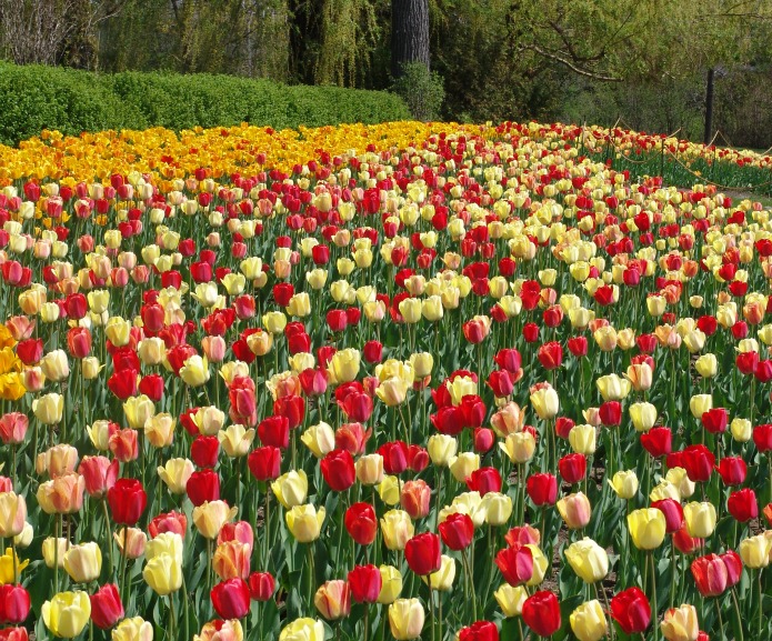 Celebrate the World’s Friendliest Flower at These Tulip Festivals