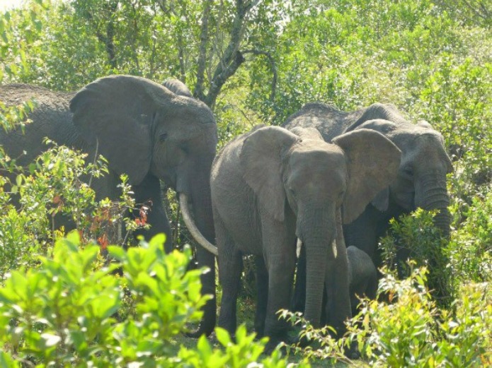 Elephant family on the Serengeti on a Tanzania Safari Travel with Terri