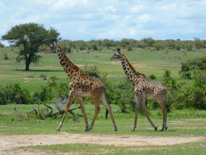 Giraffes on the Serengeti on a Tanzania Safari Travel with Terri