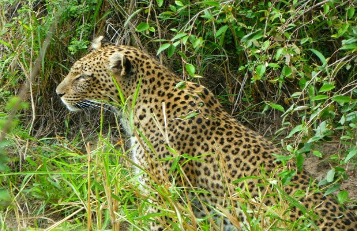 leopard on the Serengeti on a Tanzania Safari Travel with Terri