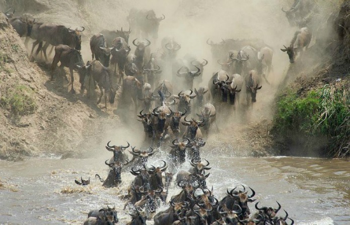 Wildebeest crossing the Mara River on a Tanzania Safari in Travel With Terri