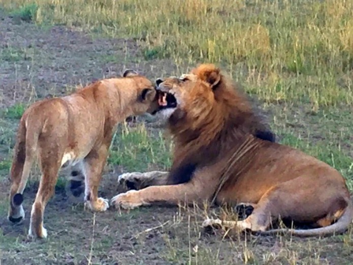 honeymooning lions on a Tanzania Safari Travel with Terri