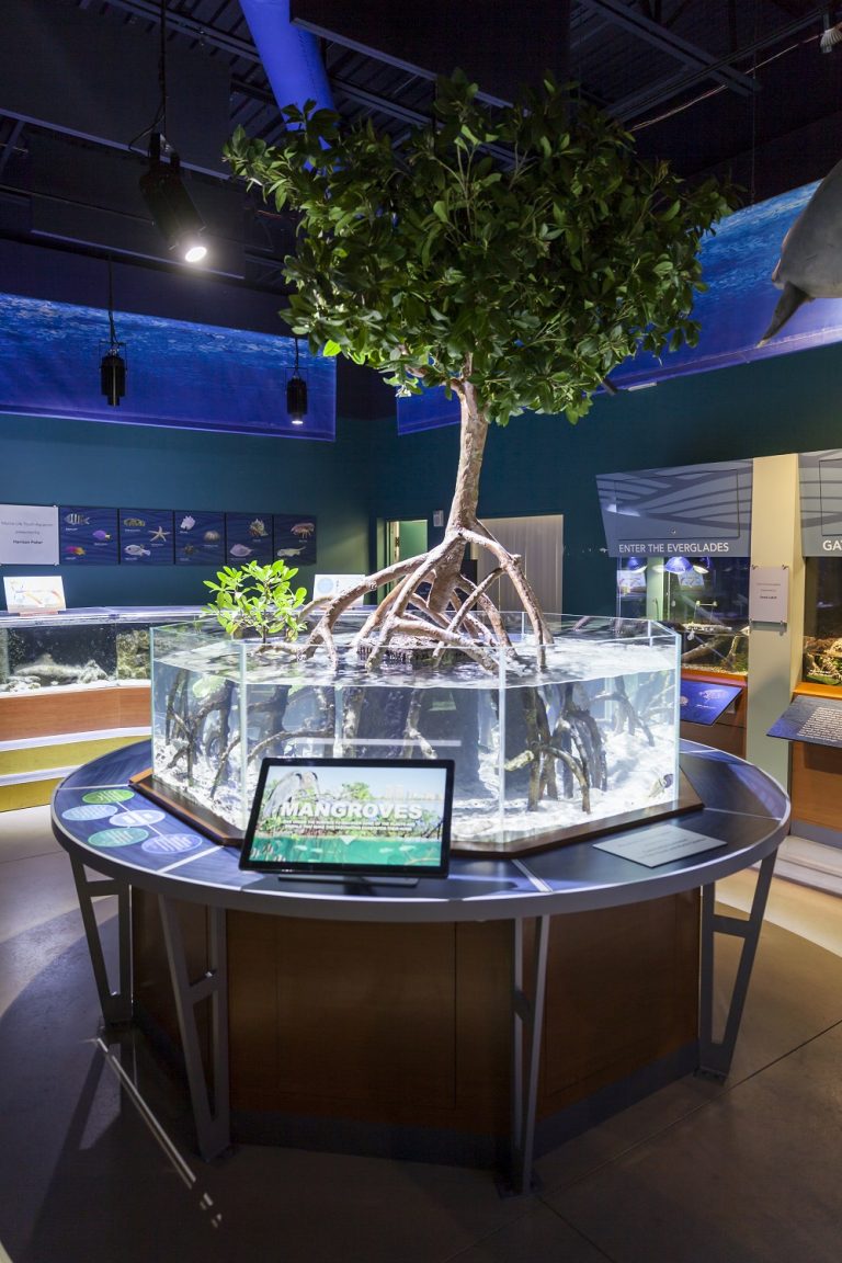 Science Center Expands Aquarium with New Mangrove Exhibit