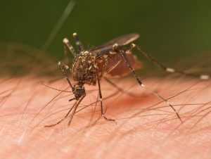 Are You Almost Inviting Mosquitoes to Bite You?
