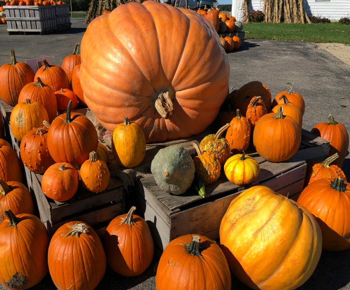 Post-Halloween Pumpkin Fever