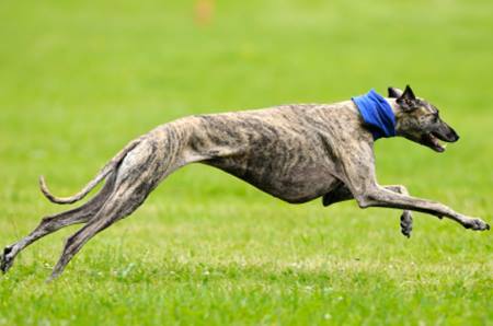 Let Greyhounds Run