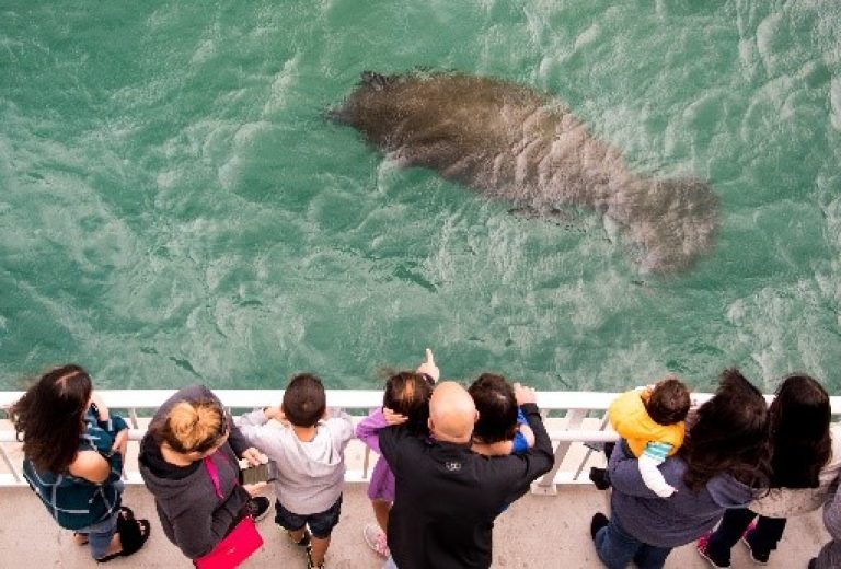 Manatee Lagoon kicks off second annual ManateeFest 2019 celebration