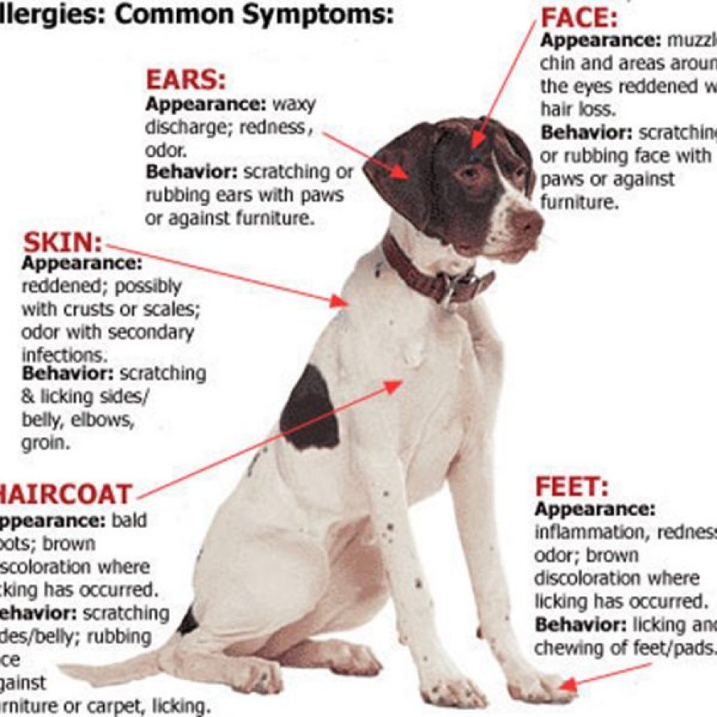 Allergy immunotherapy for dogs sale