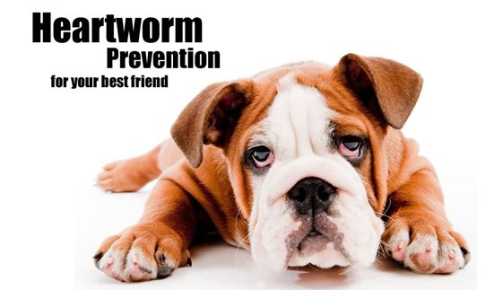 Preventing Heartworm Disease