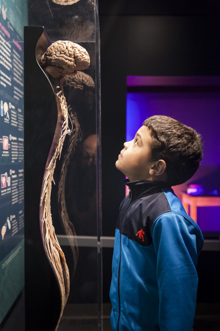 South Florida Science Center and Aquarium Opens Permanent Exhibit, Journey Through the Human Brain