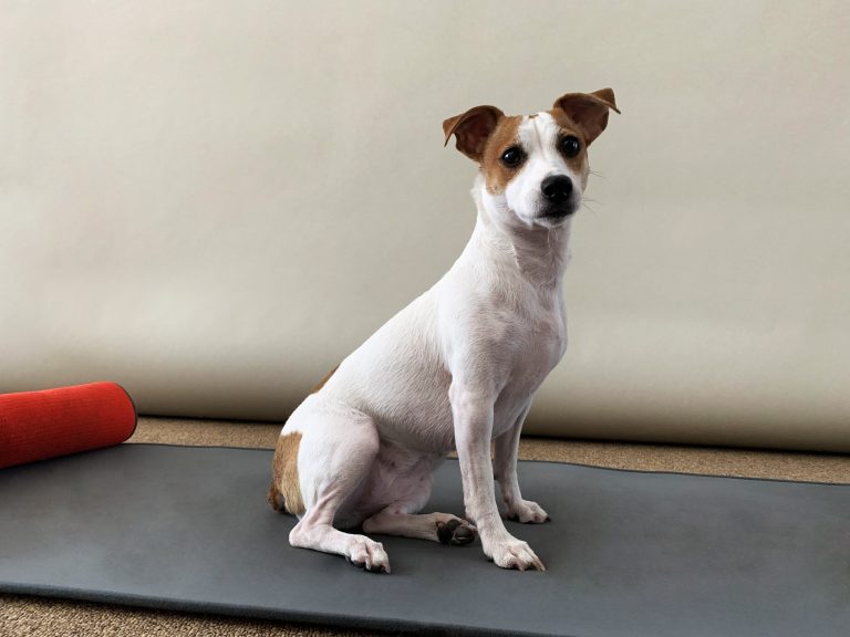  Puppy Yoga Pop-up at The Gardens Mall