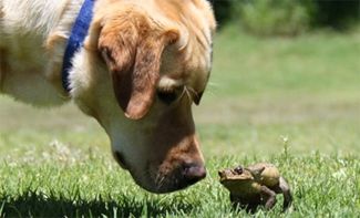 Toad Poisoning