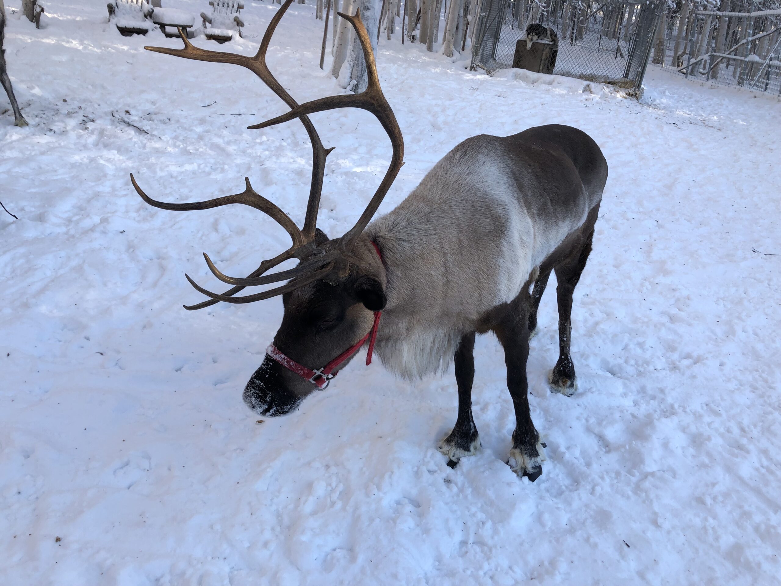 Buttercup at Running Reindeer Ranch in Fairbanks on Travel with Terri