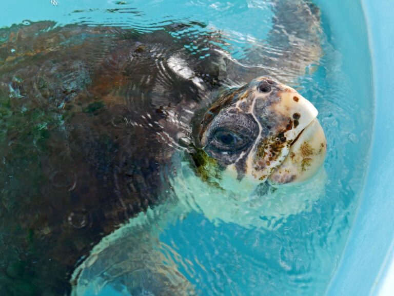 Swoon Over Sustainable Valentine’s Day Specials at Loggerhead Marinelife Center 