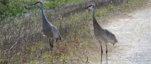 Horseback Riding Trails Open at A.R.M. Loxahatchee National Wildlife Refuge