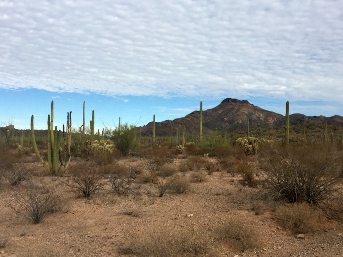 Organ Pipe National Monument on AroundWellington