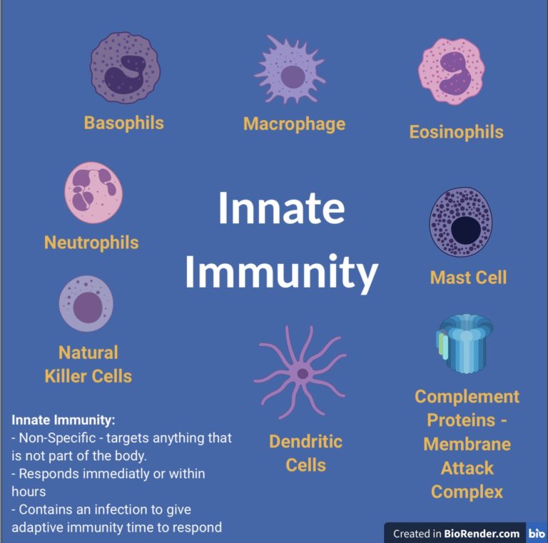 A Brief Tour of Your Immune System