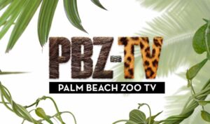 Media Alert: Palm Beach Zoo launches PBZ-TV